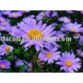 Tatarian Aster racine extrait poudre